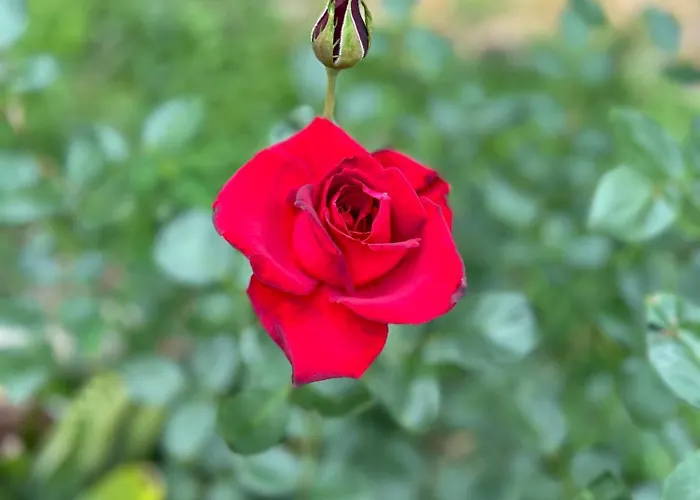 Chale Rosa Flor