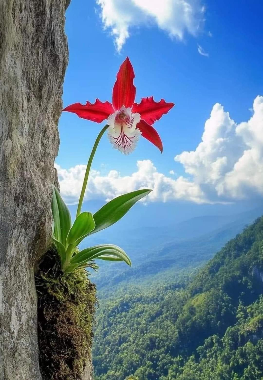 Chale Rosa Flor