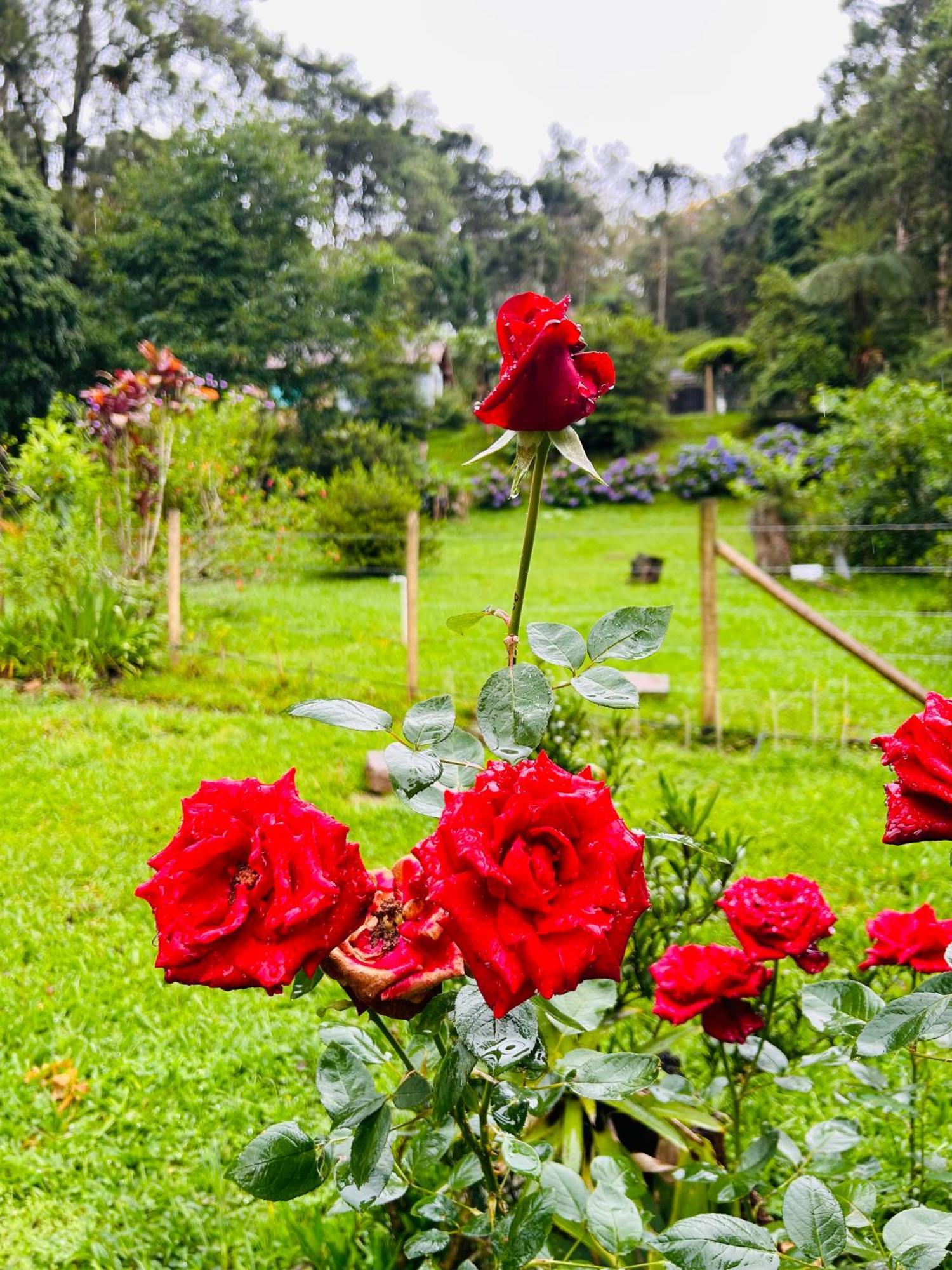 Lodge Chale Rosa Flor Núcleo Mauá