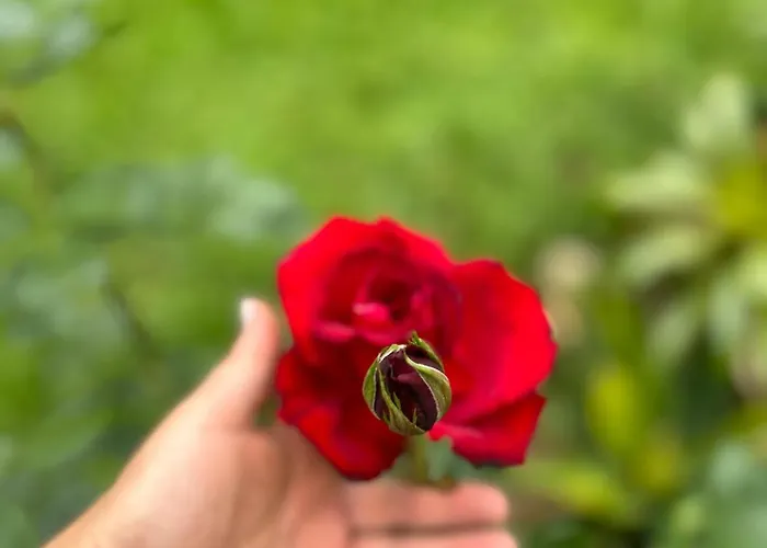 Chale Rosa Flor