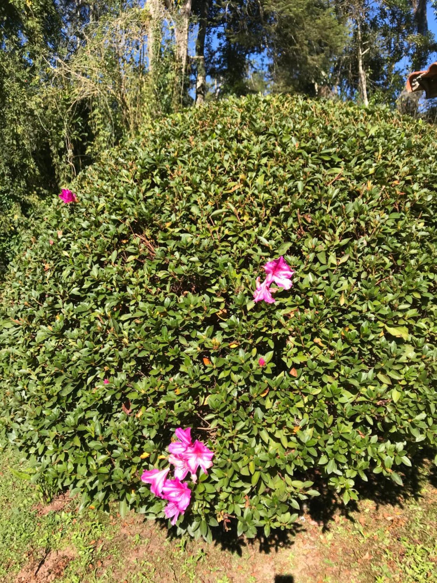 Chale Rosa Flor Lodge *