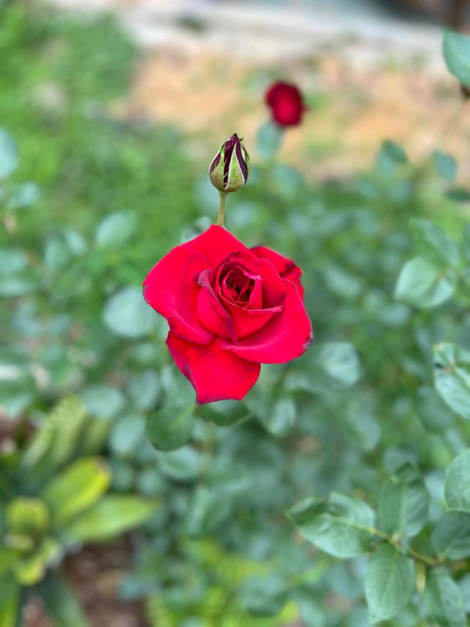 Lodge Chale Rosa Flor Nucleo Maua